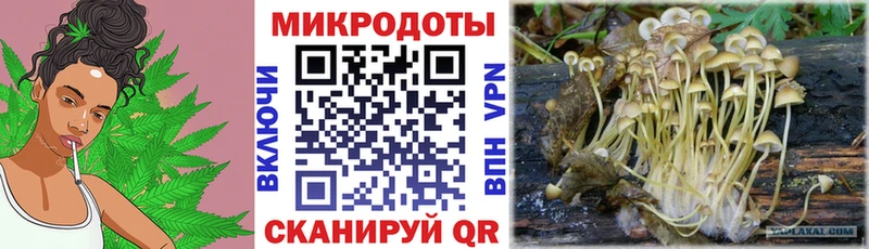 купить   Макарьев  Псилоцибиновые грибы Psilocybe 